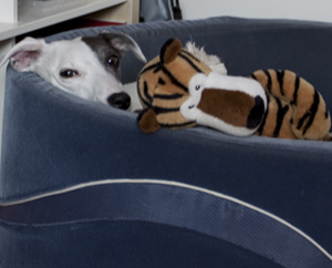 Maggie und ihr Tiger erholen sich