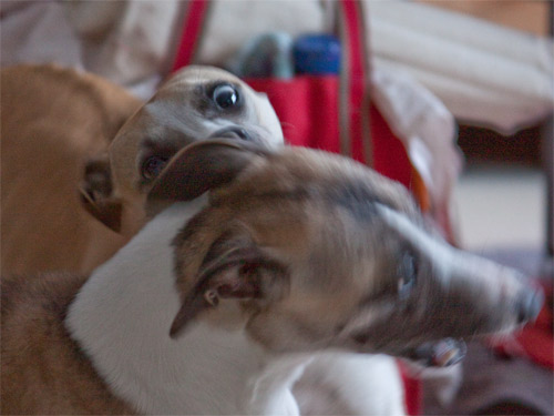 Lucy bereitet einen erneuten Whippet-Dreher vor und pustet schon Luft in das eine Ohr