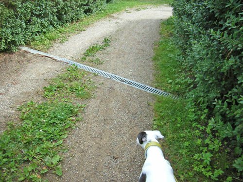 Fieses Gitter bremst Whippet