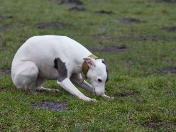 hintenhasevornehund nichts darf man