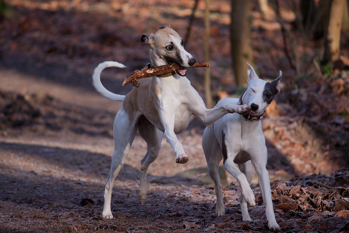 Warum habt Ihr denn drei Hunde?