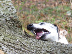 Futter verstecken und finden