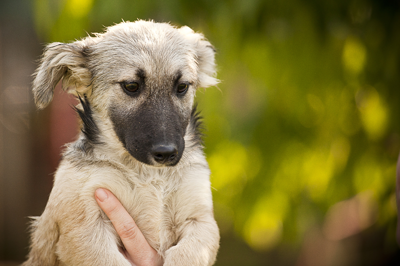 Warum es hier im Whippetblog gerade so still ist…(oder: nur mal kurz die Welt retten)