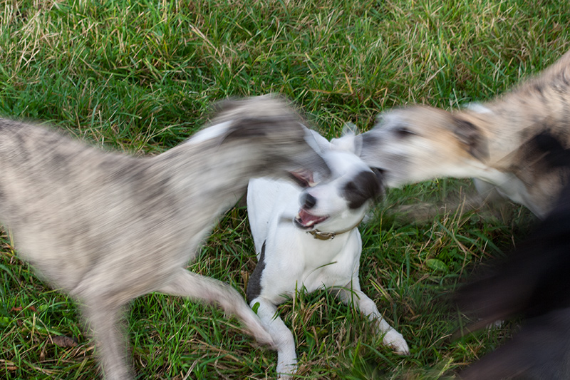 Entschuldigung eines Hundebesitzers (Quelle: Facebook)