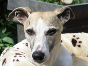 Lucy guckt (ein bißchen gegen die Sonne)