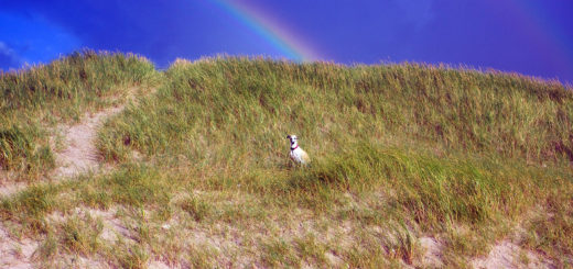 Lucy unterm Regenbogen