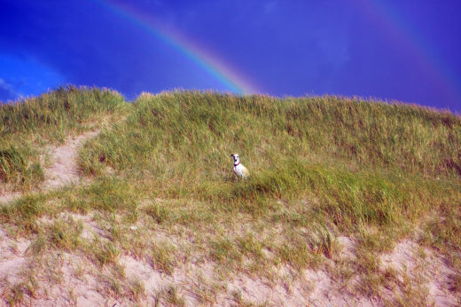 Lucy unterm Regenbogen