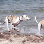 Mit Phönix am Strand