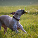 Lucy malt mit Wasser